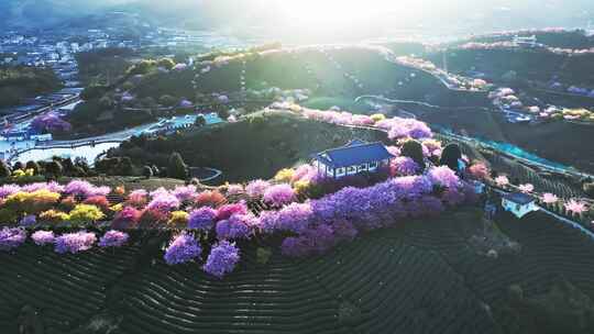 福建漳州台品樱花茶园逆光大景