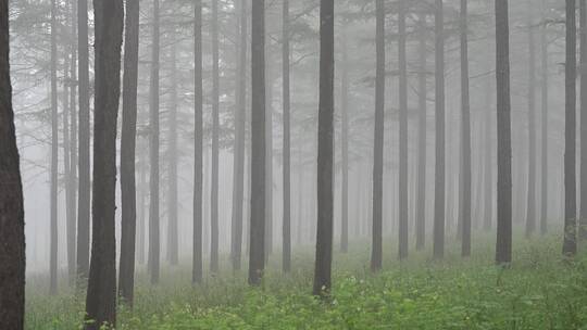 夏季迷雾森林实拍
