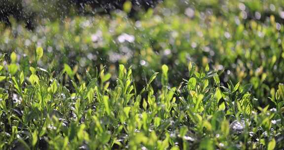 阳光雨露雨水茶园茶叶生机勃勃