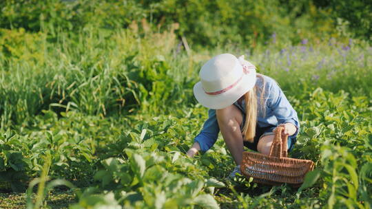 一个小女孩在草莓园里摘草莓