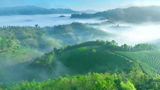 航拍云雾中的茶山