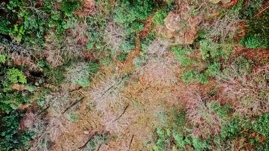 航拍张家界天子山秋天的风景