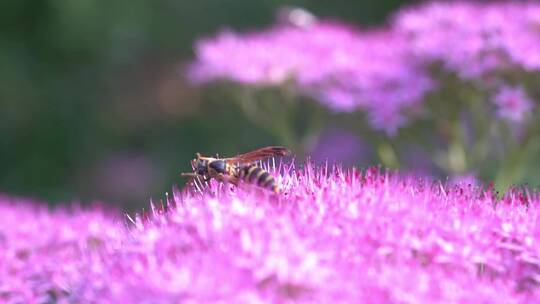 花朵上的大黄蜂马蜂