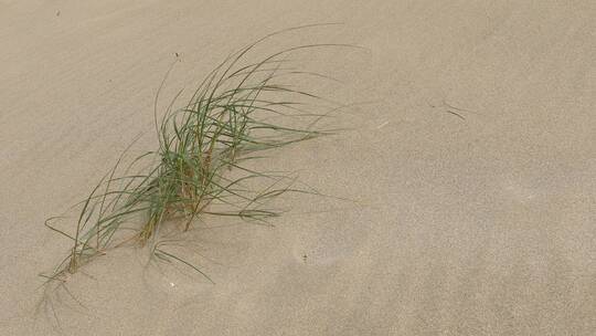 沙滩上生长的草