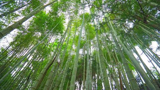 美丽的生态竹海竹林竹子参天竹林