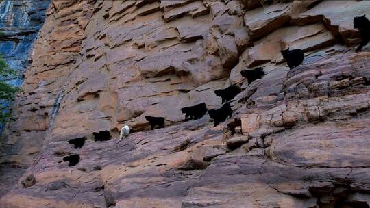 动物世界：轻松行走在绝壁上的山羊宝宝们