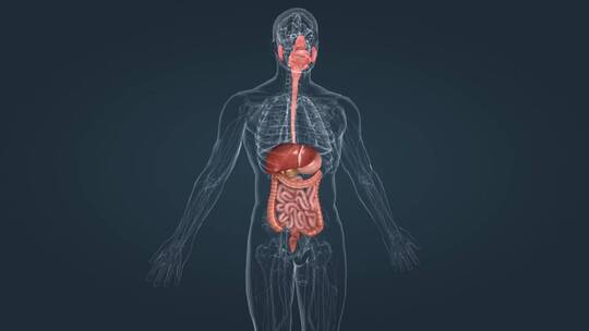 医学人体消化系统器官