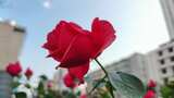 鲜花盛开玫瑰花植物花朵实拍高清在线视频素材下载