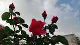 鲜花盛开玫瑰花植物花朵实拍高清在线视频素材下载