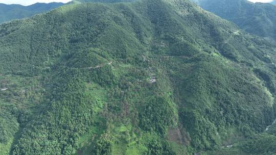 核桃山里核桃树