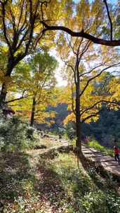 南黄古道 秋天 山坡 枫叶 阳光