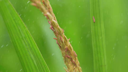 露珠树叶植物下雨滴水珠叶子露水谷雨惊蛰