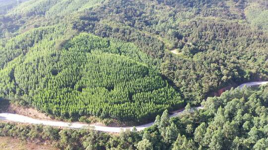 树林航拍森林自然环境绿色林地山林桉树松树