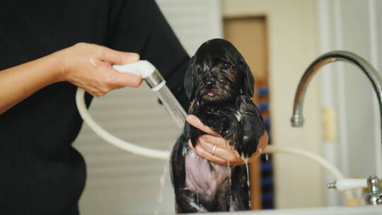 女人洗黑色的小狗