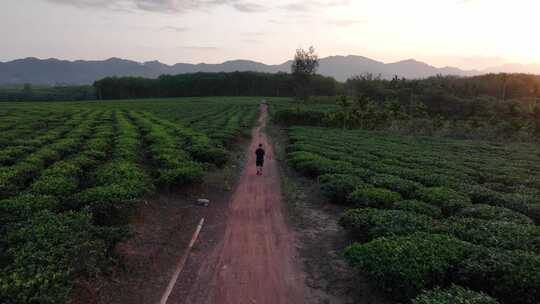 茶园航拍空镜