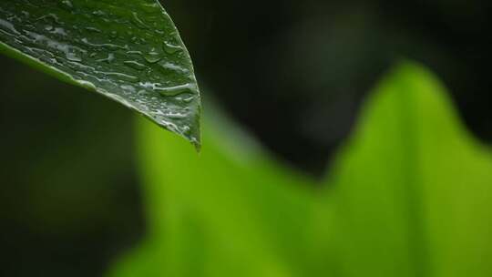 雨后充满露水的叶片