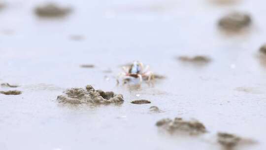 沙滩小螃蟹、沙蟹、沙滩忙碌的沙蟹