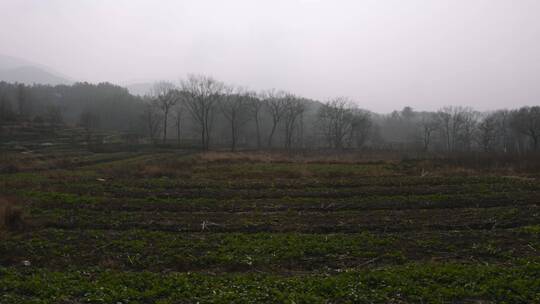 冬日草地田园树木拍摄