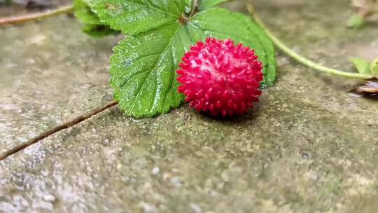 野生草莓