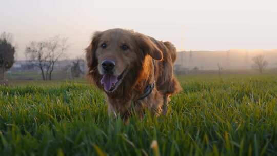 金毛猎犬在日出的农田上放松