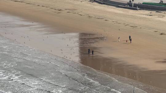 航拍威海金海滩海水浴场的海浪与海鸥视频素材模板下载