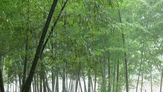 下雨天茂密的竹林枝叶繁茂生机勃勃的景象