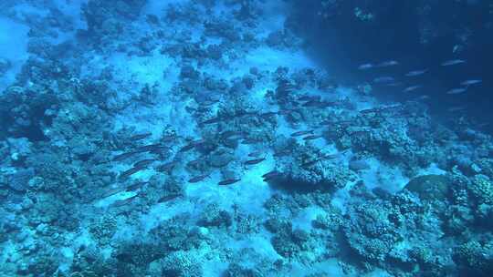 红海珊瑚礁水下五颜六色的热带鱼。POV浮潜。