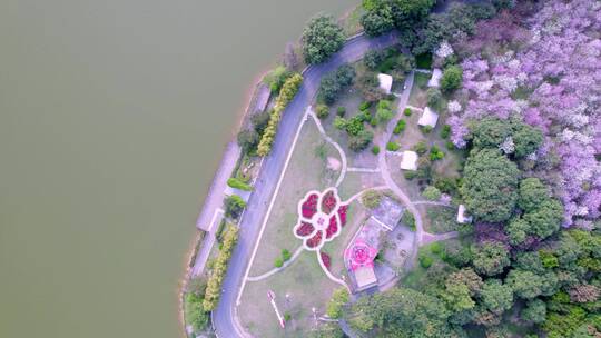 广州大夫山森林公园湖光山色紫荆花开航拍