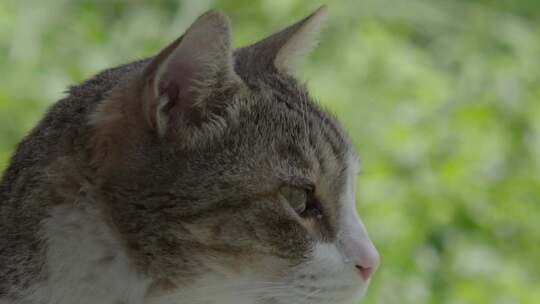 猫以平静的表情看着远方，背景是绿色植物