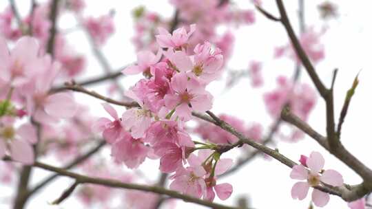 樱花花瓣花朵盛开