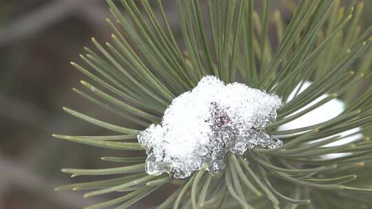 松树枝上的残雪