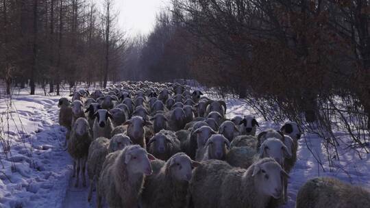 雪地中羊群走过