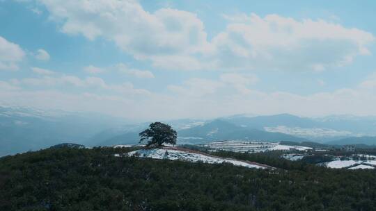冬季云南红土地雪景视频积雪映衬神树