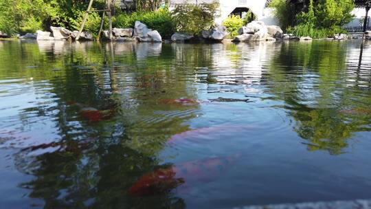 苏州古典园林4k视频 池塘里面有金鱼嬉戏