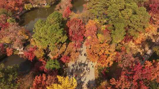 苏州天平山枫叶红了视频素材模板下载