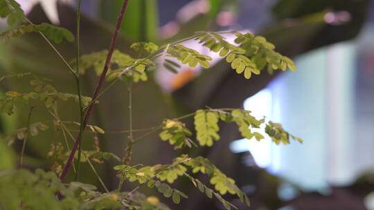 生态系列-广州正佳雨林生态植物园57