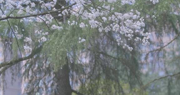 樱花花瓣落下