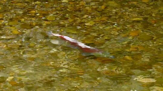 鲑鱼在溪中游泳