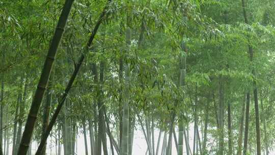 下雨天茂密的竹林枝叶繁茂生机勃勃的景象