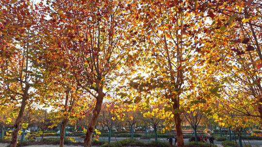 枫树枫林停车场 阳光穿透枫叶