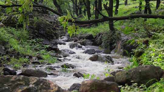 【合集】实拍森林山泉水 溪水 河流