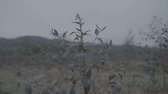 在寒风中茁壮成长的桉树