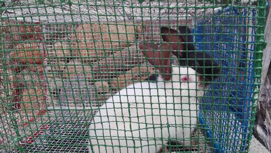 笼子 里的 兔子 白兔子 黑兔子4K视频素材模板下载