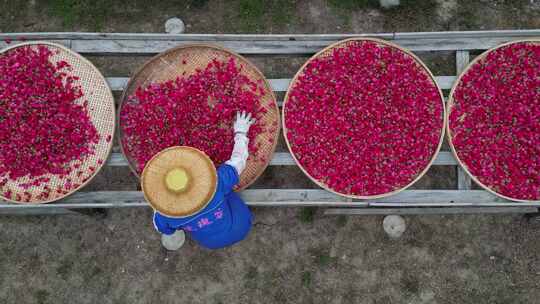 海南三亚博后村农民晾晒成玫瑰化妆品精油视频素材模板下载