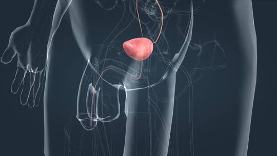 排尿泌尿系统尿液生殖器官尿液肾脏膀胱