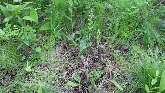 珍稀野生药用植物：绿花白鲜