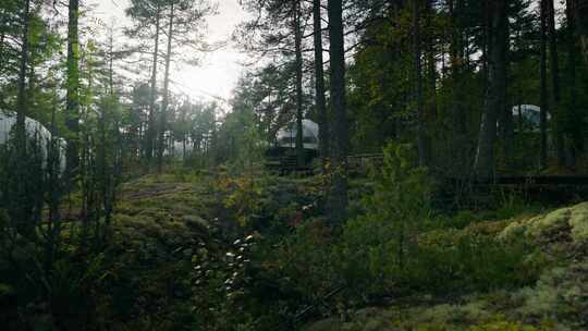 蒙古包，林地，Glamping，宾馆