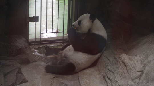 大熊猫躺在室内吃水果竹笋萝卜