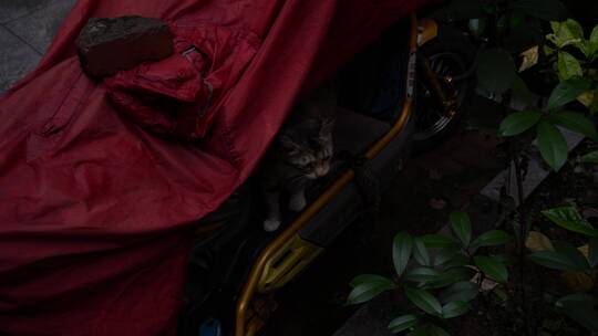 电动车里躲雨的猫视频素材模板下载