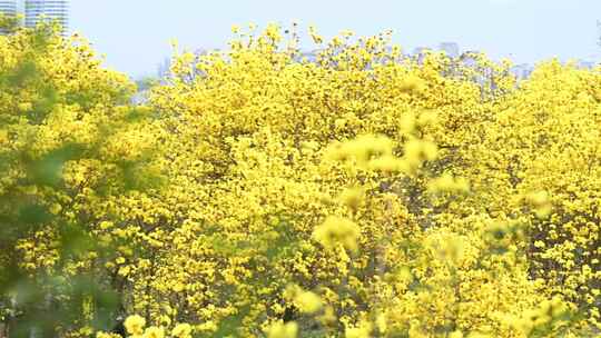 4K黄花风铃木花海广告素材